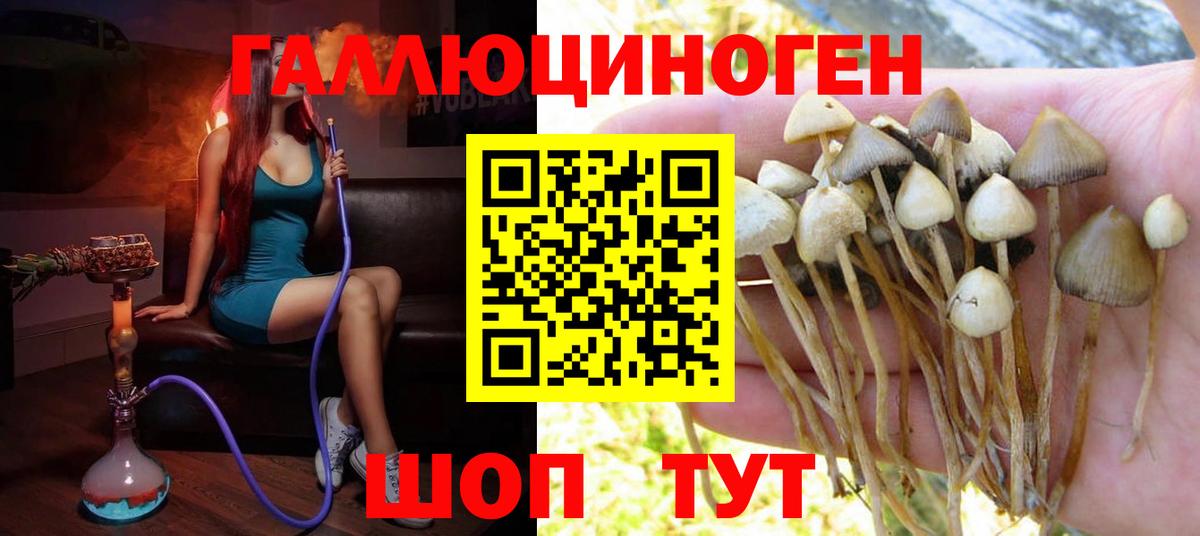 Псилоцибиновые грибы Psilocybe Выборг